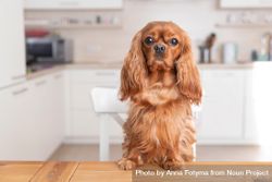 Cavalier spaniel with paws on the dining table in kitchen 5rZmd5