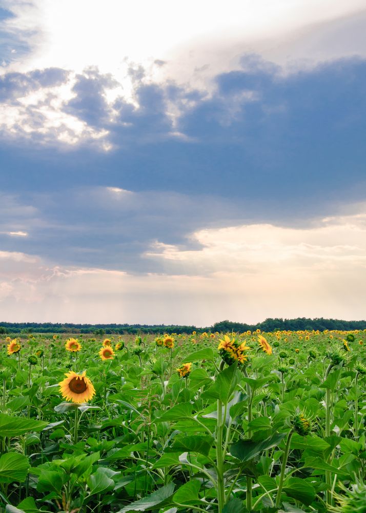 Sunflower field under cloudy sky
