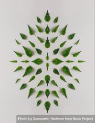 Pattern of nettle leaves on light  background 41jlDb