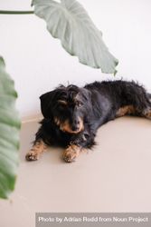 Cute dog under plant in home 41Q7p4