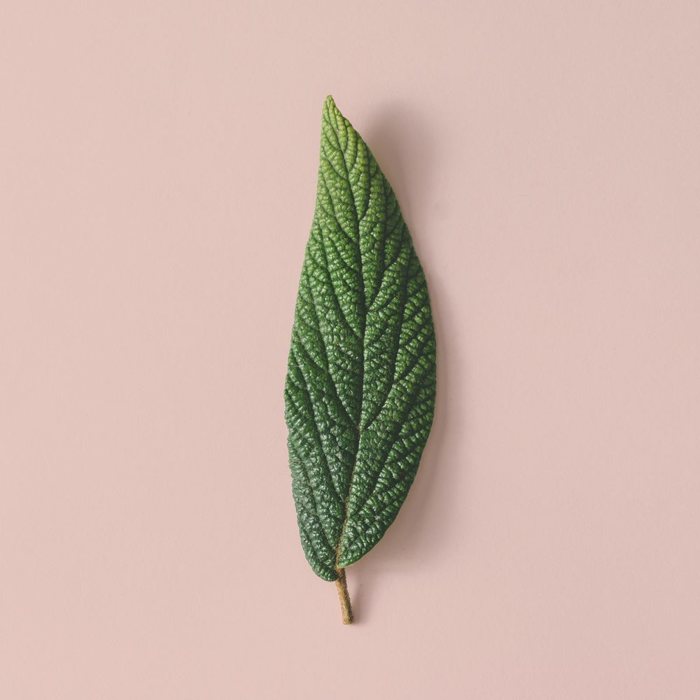 Green leaf on beige background