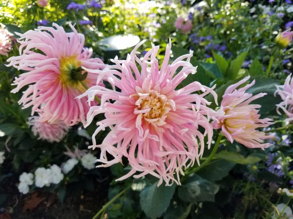 Bush of pink stars-lady dahlia
