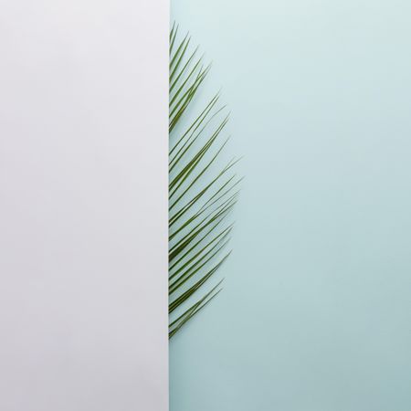 Palm leaf half covered with light on blue background