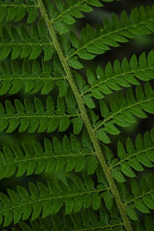 Detail of fern leaves. Lush green background of nature