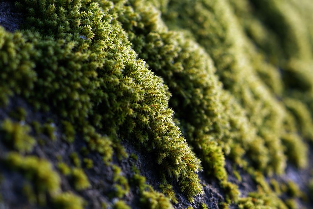 Green growing moss texture