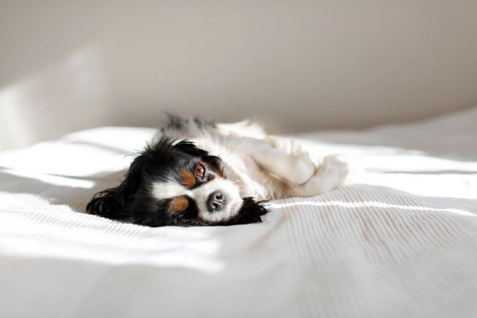 Cavalier spaniel lying on his side with eyes opened light sheets
