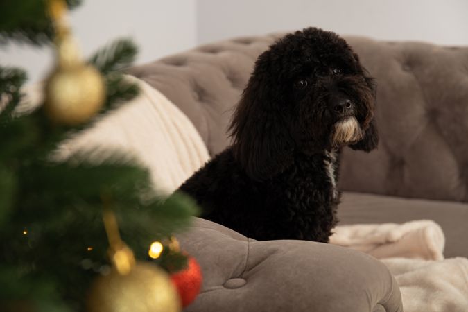 Concept of Merry Christmas, funny Christmas dog