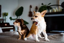 Two cute small dogs in living room, one yawning