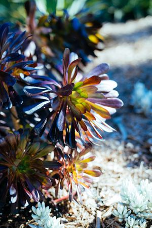 Red succulent