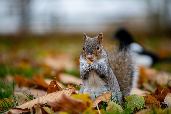 Squirrel on brown dried leaves