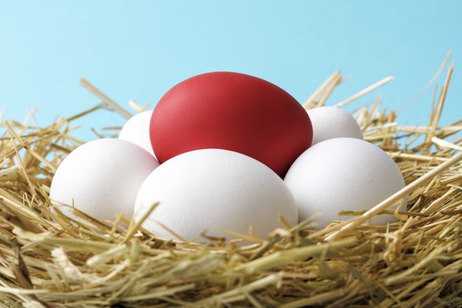 Red Easter egg and white chicken eggs in a straw nest