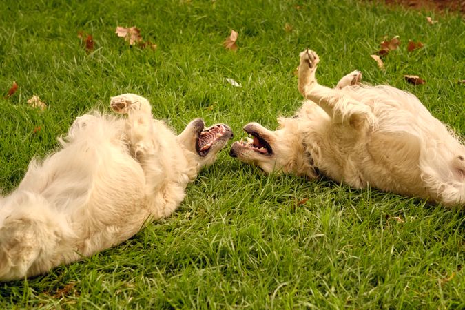 Playful dogs lying together on grass