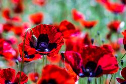 Bright red poppy flowers in field