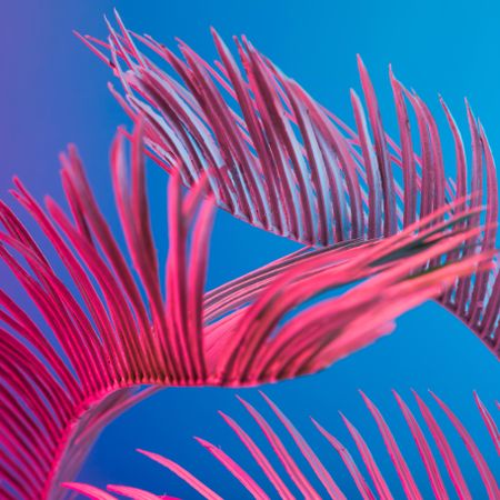 Palm leaves lit in bright pink on a blue background