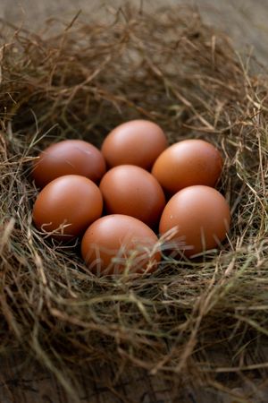 Several chicken eggs resting on a nest