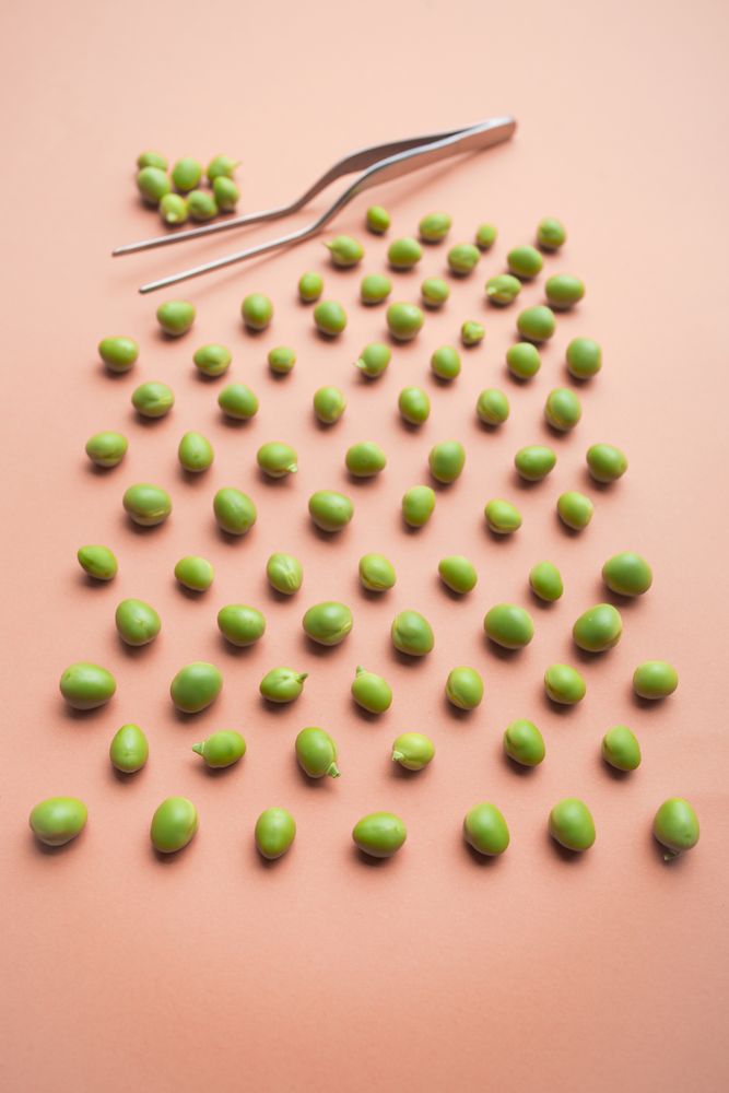 Set of peas placed orderly on salmon colored background