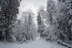 Winter forest landscape with snow