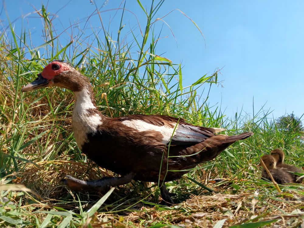 duck and duckling walking on field