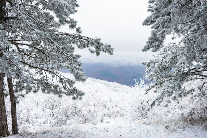 Winter snowy landscape