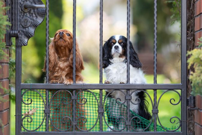 Two cavalier spaniels behind a fence