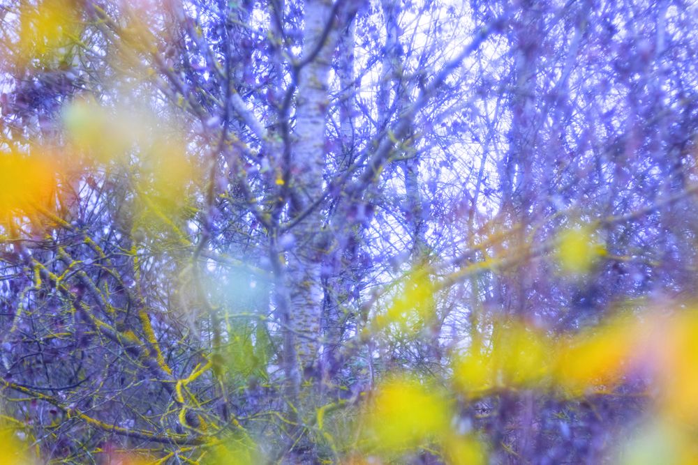 Blurred trees in green forest