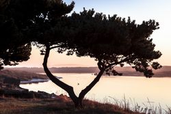 Beautiful tree pictured at dusk along the river
