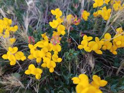 Yellow lotus-corniculatus, close up