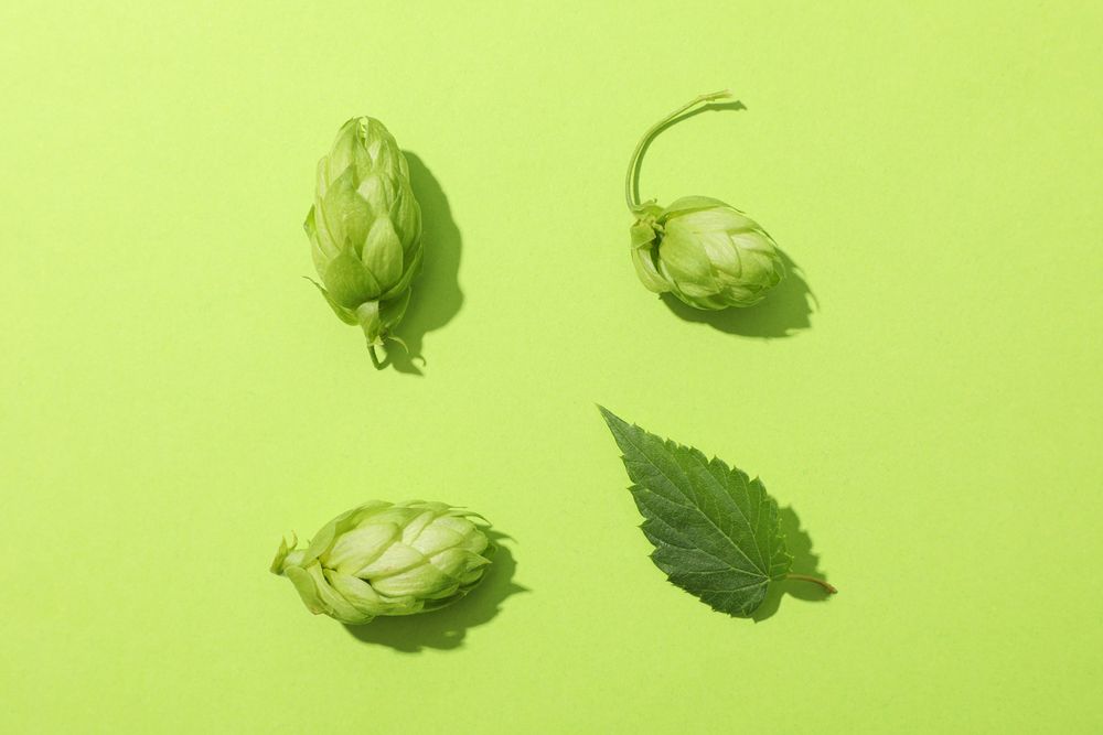 Flat lay with hop cones and leaf on green background, copy space