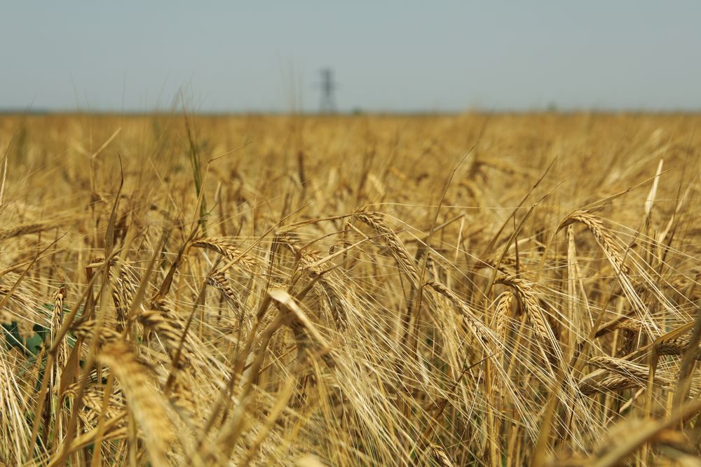 Barley field. Agriculture and farming. First summer harvest