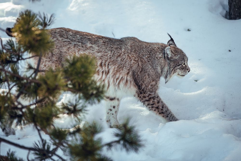 Lynx on hill near stones and snow