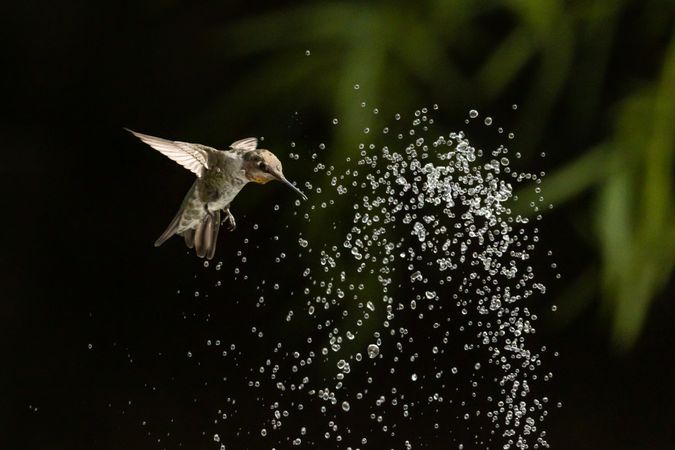 Hummingbird in Flight
