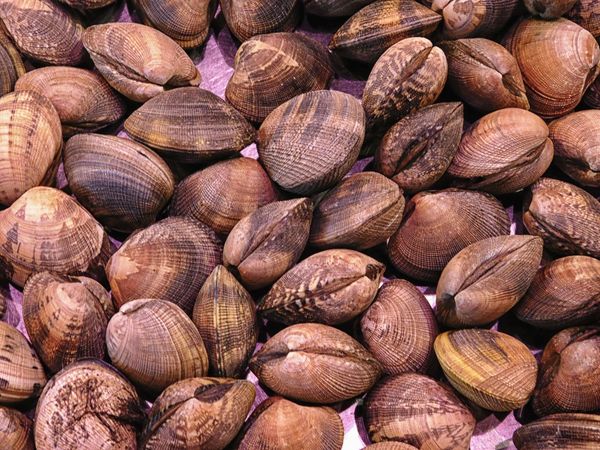 clam texture