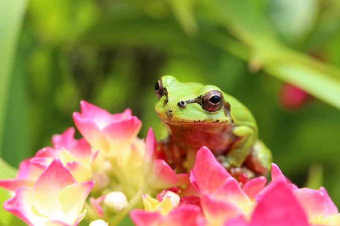 Green frog on pink flower