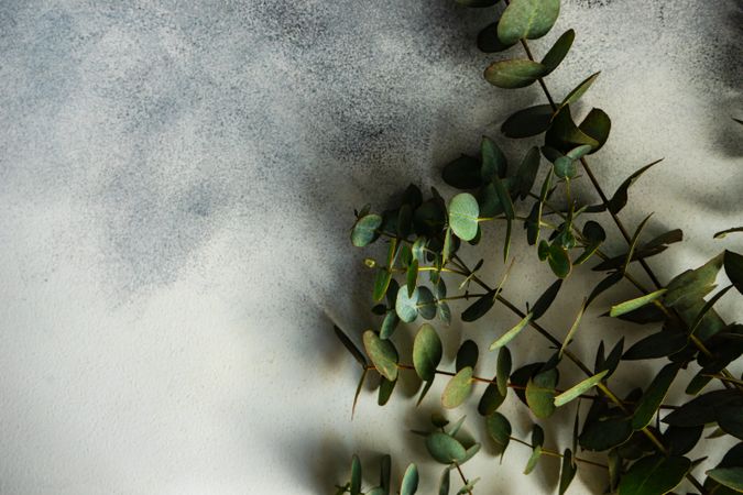 Eucalyptus leaves on stone background