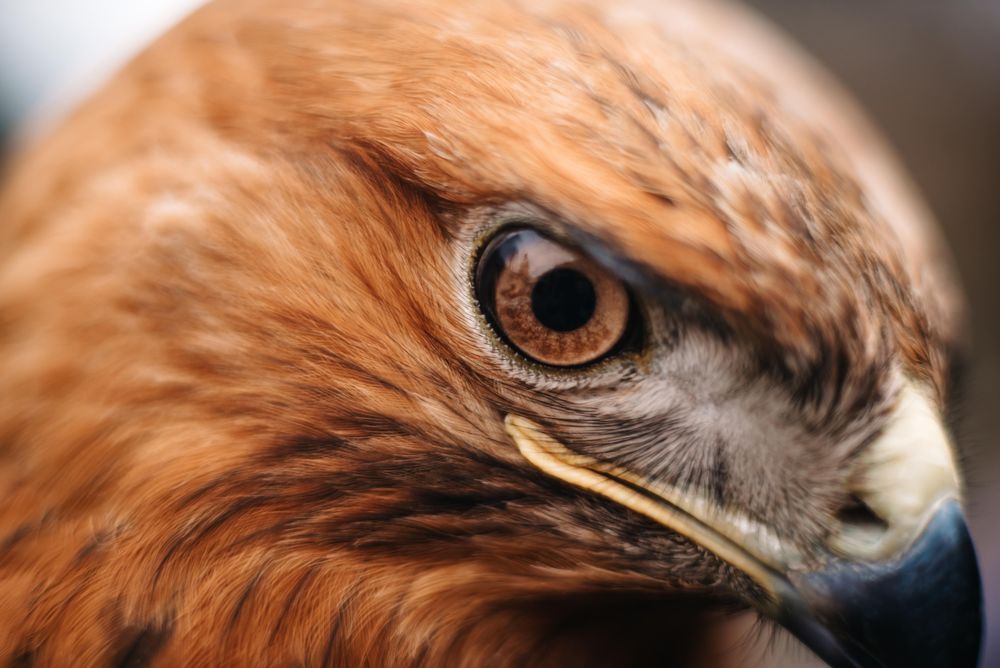 Eagle in close up