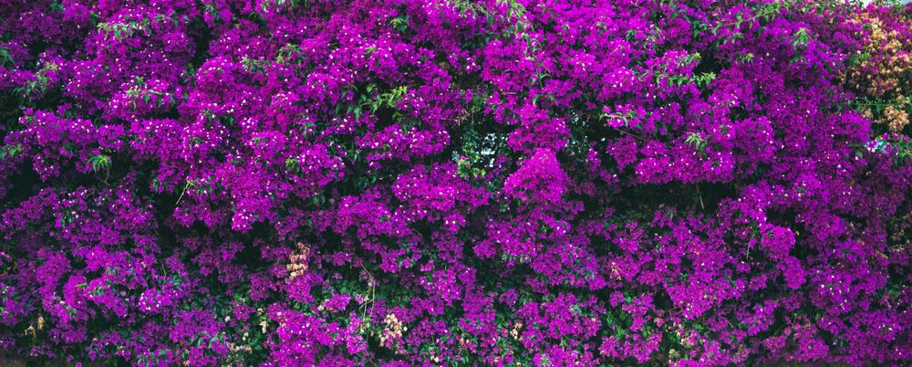 Bougainvillea tree flowers