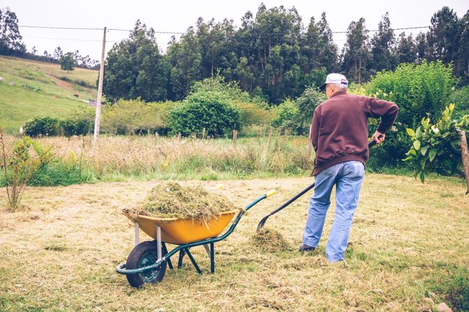 Mature man raking hay with pitchfork on field