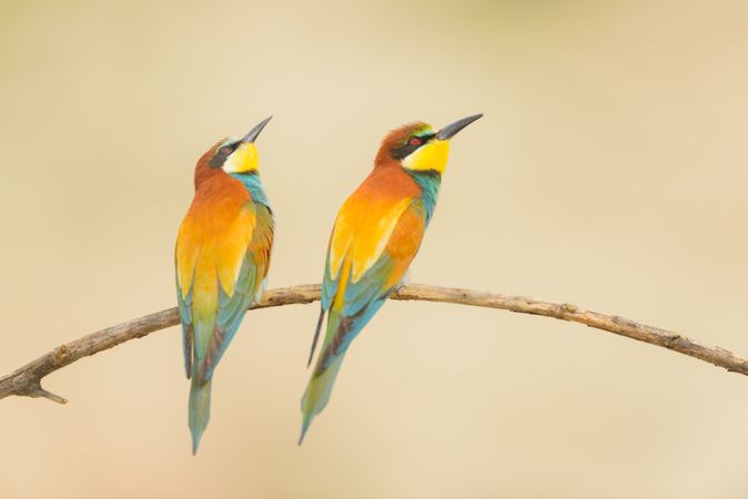 Birds standing on tree branch
