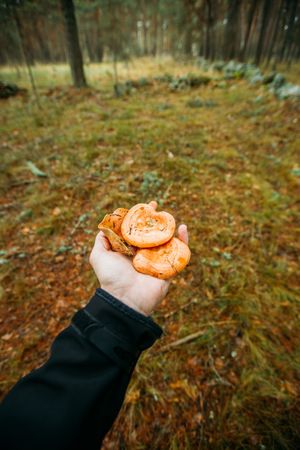 Hand holding wild mushroom