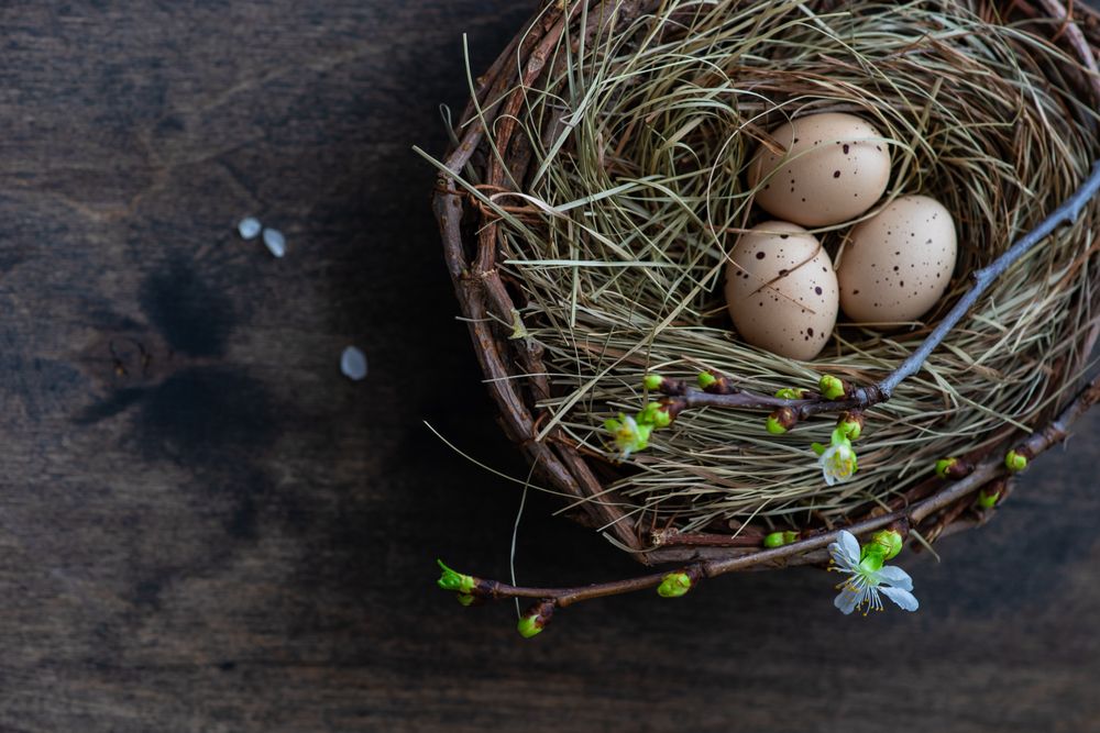 Bird's nest on wooden table with copy space