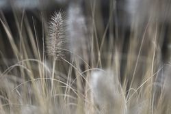 Meadow with dry plants