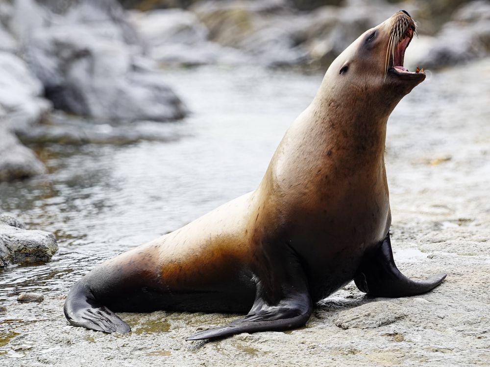 A Steller Sea Lion (Eumetopias jubatus) barks