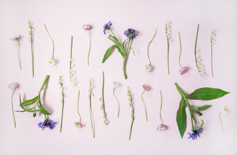 Lily of the valley, cornflowers, daisies, peonies in rows over pastel powder pink