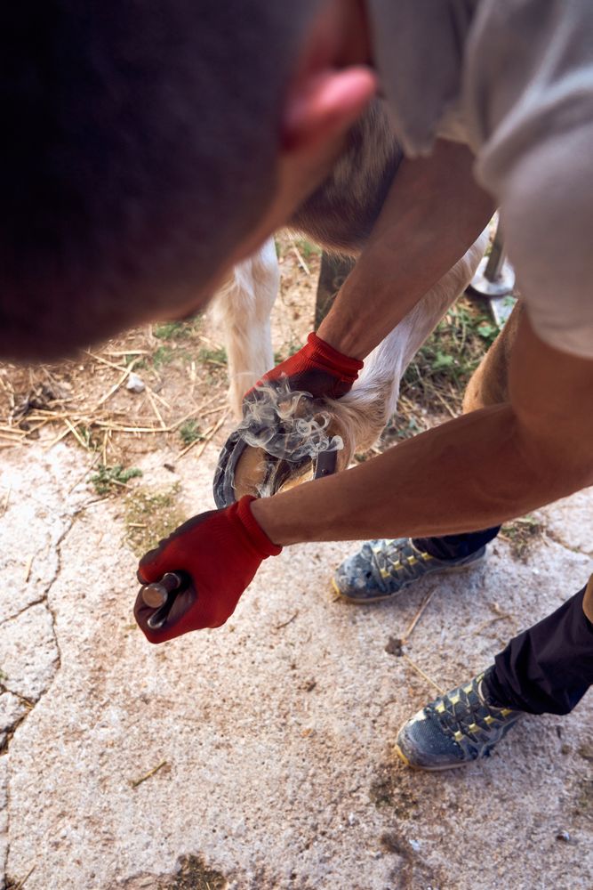 Farrier changing horseshoe in the stable