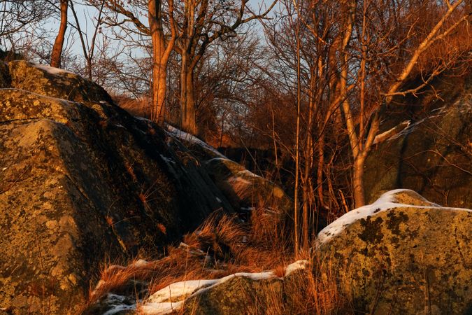 Colourful leafless trees growing on cliff