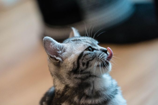 Gray tabby cat licking its nose
