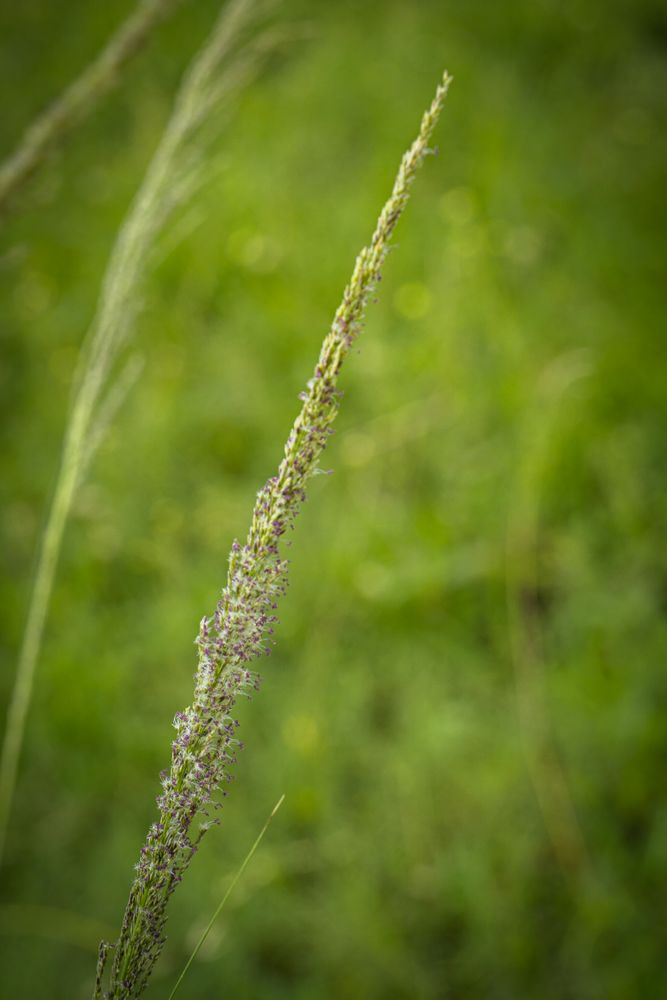 the delicate beauty of a grass flower, showcasing its slender, feathery petals and intricate structure