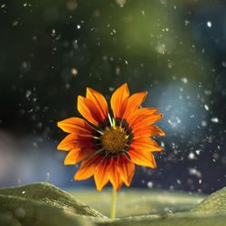 Bright sunflower on blurred background
