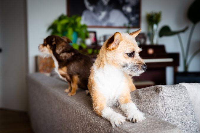 Two cute small dogs resting on back of sofa in living room
