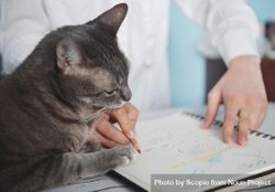 Person drawing pivot tables on notebook while cat near 47jg65